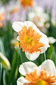 Narcissus Shrike