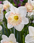 Narzisse (Narcissus) 'British Gamble'