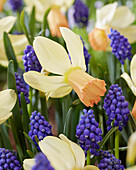 Narzisse (Narcissus) 'Carice', Armenische Traubenhyazinthe (Muscari armeniacum)
