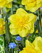 Narzisse (Narcissus) 'Yellow dream'