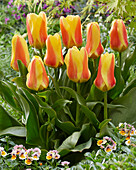 Tulpe (Tulipa) 'Jumbo'