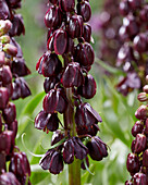 Persische Kaiserkrone (Fritillaria persica) 'Purple Dynamite'