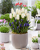 Tulpe (Tulipa) 'White Prince', Armenische Traubenhyazinthe (Muscari armeniacum)
