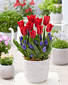 Tulpe (Tulipa) 'Ruby Prince', Armenische Traubenhyazinthe (Muscari armeniacum)