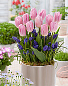 Tulpe (Tulipa) 'Candy Prince', Armenische Traubenhyazinthe (Muscari armeniacum)