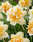 Narzisse (Narcissus) 'Peach Cobbler'