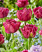 Tulipa Showcase