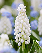 Traubenhyazinthen (Muscari), weiß