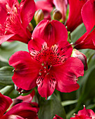 Inkalilien (Alstroemeria) 'Duchess Josephine'