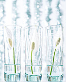 Einblatt (Spathiphyllum) im Glas