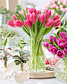 Tulpenstrauß (Tulipa) 'Ivanka'
