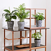 Tropical indoor plant collection