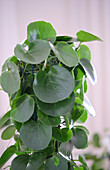Klimme (Cissus rotundifolia)