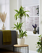 Dracaena deremensis Lemon Lime