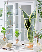 Plants in glass vases