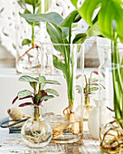 Pflanzen in Glasvasen
