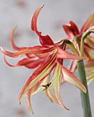 Ritterstern (Hippeastrum) 'La Paz'