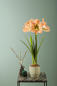 Ritterstern (Hippeastrum) 'Apricot Touch'