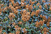 Braunrotes Stachelnüsschen (Acaena microphylla) 'Kupferteppich'