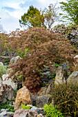 Acer palmatum Garnet - Dark Red Slotted Maple