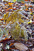 Adiantum pedatum - Peacockwheel Maidenhair Fern in Frost
