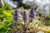 Ajuga reptans Burgundy Glow - Colorful Günsel