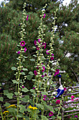 Alcea rosea - Common Hollyhock (Purple Hybrid)