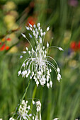 Weißer Kiel-Lauch (Allium carinatum ssp. pulchellum f. album)