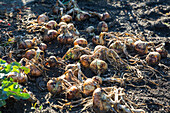 Allium cepa - onion at harvest