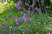 Nickender Lauch (Allium cernuum)