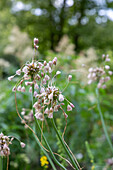 Weinberglauch (Allium vineale)