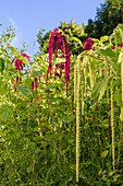 Amaranthus caudatus - garden foxtail