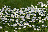 Buschwindröschen (Anemone nemorosa)