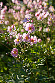 Anemone x hybrida - Japanese Autumn Anemone
