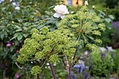 Engelwurz (Angelica archangelica)