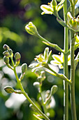 Zierliche Jochlilie (Anticlea elegans)