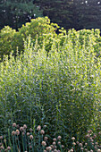 Artemisia dracunculus—tarragon