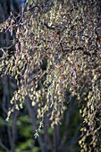 Korkenzieher-Hasel (Corylus avellana) 'Contorta'