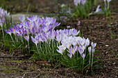 Krokus (Crocus)