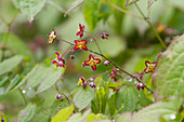 Alpen-Elfenblume (Epimedium alpinum)