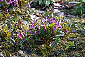 Hunds-Zahnlilie (Erythronium dens-canis) 'Lilac Wonder'