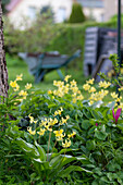 Gelbe Hundszahnlilie (Erythronium Susannah)