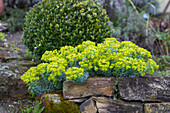 Walzen-Wolfsmilch (Euphorbia myrsinites)