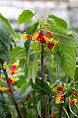 Papageienpflanze, auch Kongo-Lieschen (Impatiens niamniamensis)