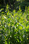 Breitblatt-Gartenkresse (Lepidium latifolium)