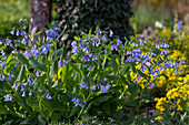 Virginia-Blauglöckchen (Mertensia virginica)
