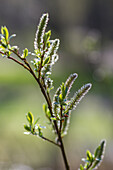 Zweifarbige Weide (Salix bicolor)