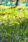 Weinberg-Tulpe (Tulipa sylvestris)