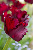 Rote Tulpe in Nahaufnahme (Tulipa)