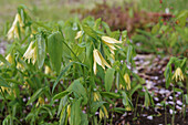 Trauerglocke (Uvularia grandiflora)